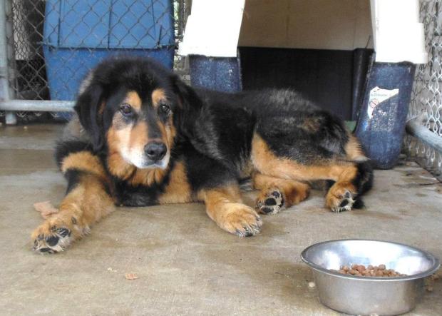 Alabama Animals at Calhoun County kill shelter sweet heart dumped &amp; begging for a home. 