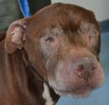 BLIND SENIOR USED AS A BAIT DOG NEEDS RESCUE FROM SOUTH CAROLINA KILL SHELTER. HE IS BEYOND URGENT...PLEASE SHARE...FOSTER, ADOPT...HE CAN BE FOUND AT: Call (803) 465-9184 to speak to an adoption representative at HEART, Help Every Animal Reach Tomorrow--SOUTH CAROLINA  PO Box 1777, COLUMBIA, SC, 29202 Phone (803) 465-9184 Email: info@heartofthemidlands.org  Website http://www.HEARTofthemidlands.Org/ — with Shannon Dawson-Trujillo.